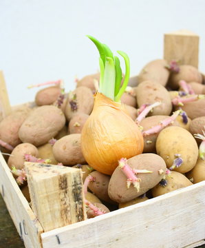 plants d'oignon germ&eacute; et patates