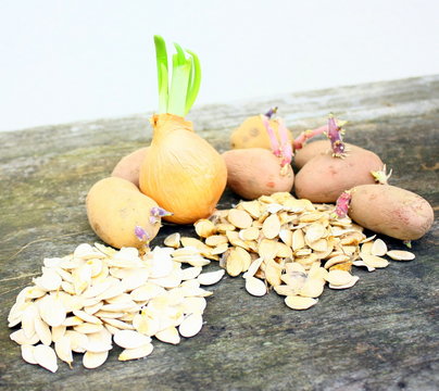 plants et graines pour plantation