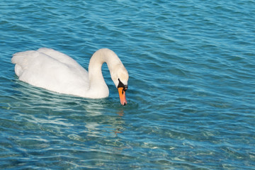white swan is floating