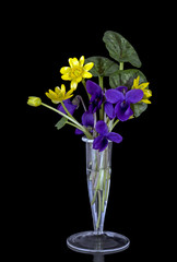 Celandines and violets - spring flowers in vase over black