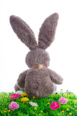 hase im gras
