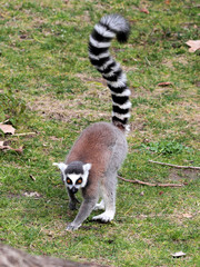 Ring-tailed lemur (Lemur catta) moving on the ground