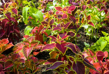 Coleus