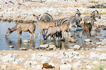 Wildlife at a waterhole in Etosha National Park, Namibia