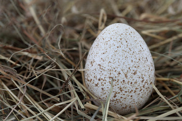 Obraz premium Osterei