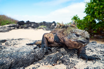 Male marine iguana