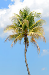 Coconut tree