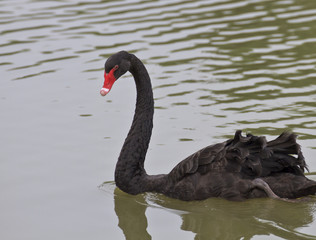 Beautiful black Swan Swimming