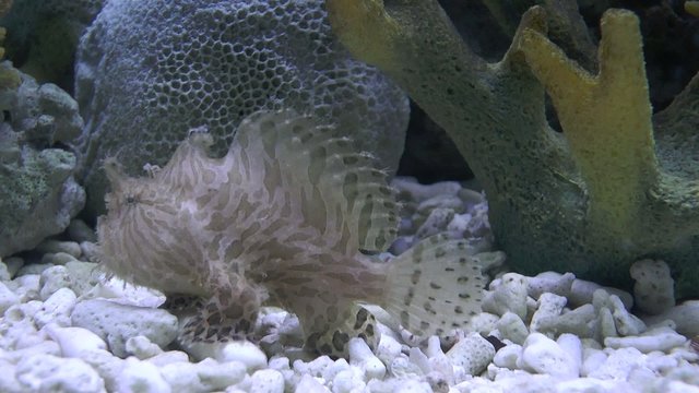 poisson crapaud