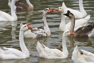 Obraz premium Family of geese floating in the water.