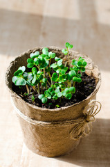 Fresh watercress
