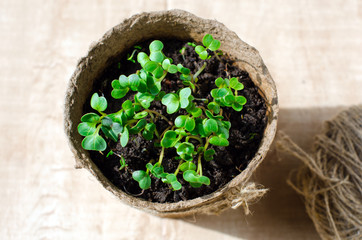 Fresh watercress salad
