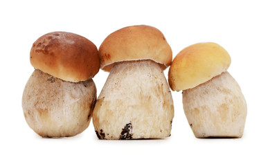 Boletus edulis isolated on white background