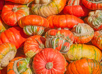 Colorful pumpkins