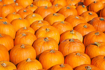 Colorful pumpkins