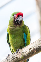 Perroquet ara militaire