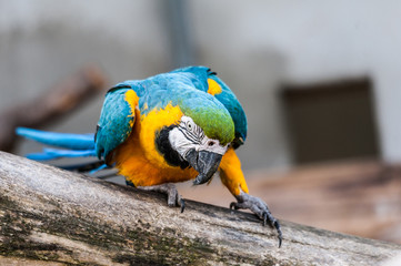 Ara bleu et jaune qui se déplace © PicsArt