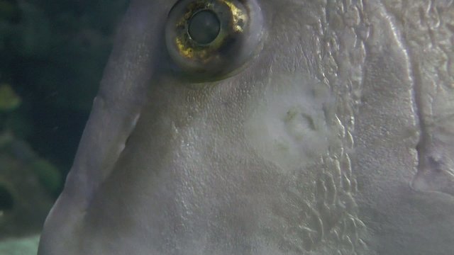 poisson en gros plan