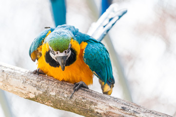 Ara bleu et jaune © PicsArt