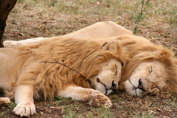 leoni che dormono