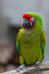 Perroquet ara militaire © PicsArt