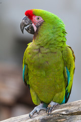 Ara militaire © PicsArt