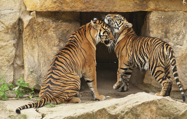 Tigers