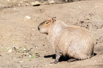 Capybara
