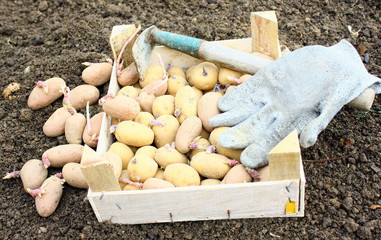 cageot de patates germées pour planter