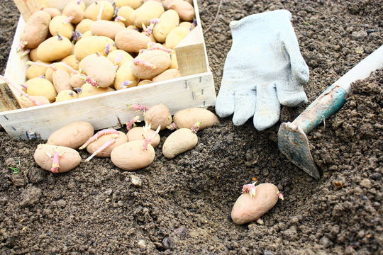 planter les patates nouvelles