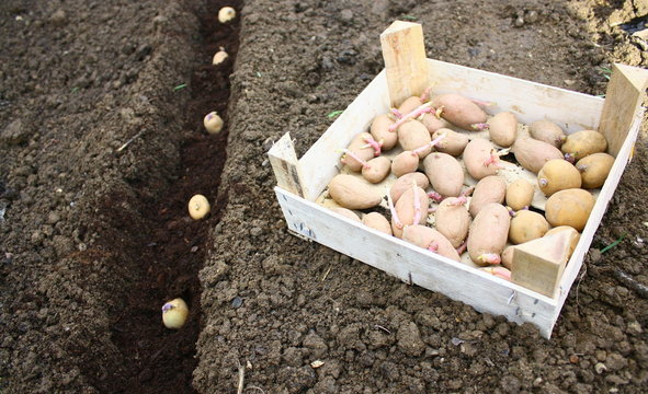 plantation de pomme de terre nouvelles