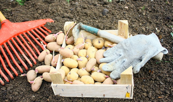 plantation de pomme de terre