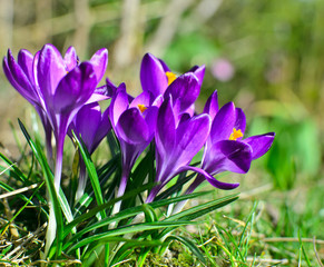 Fr&uuml;hlingserwachen: Violette Krokusse auf Wiese