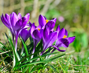 Frühlingserwachen: Violette Krokusse auf Wiese