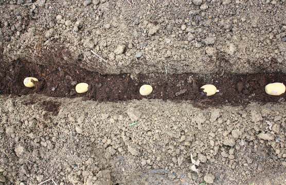 rang&eacute;e de patates plant&eacute;es