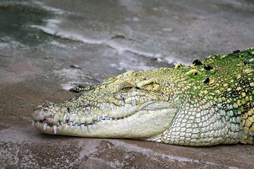 A crocodile resting