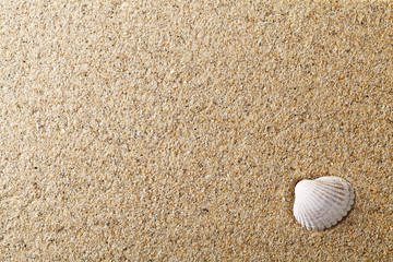 Shell On Sand