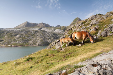 A colt with its mother in Echo's Valley