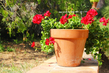 Fototapeta na wymiar Czerwony kwiat w puli na zewnątrz