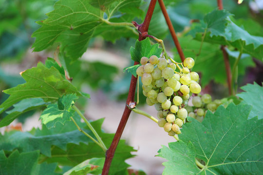 White grapes in the vineyard