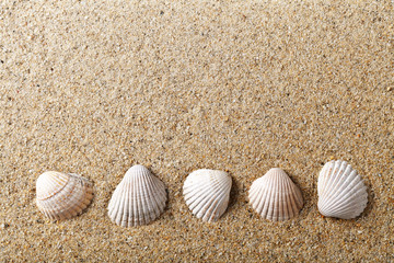 Sea Shells