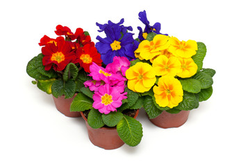 assorted primula flowers in pots