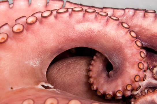 pulpo
