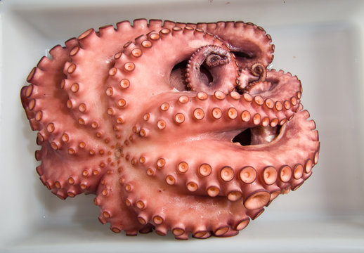 pulpo