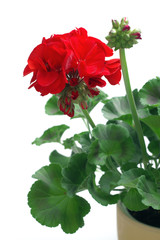 Red geranium plant on a white background