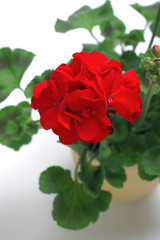 Red geranium plant on a white background