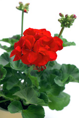 Red geranium plant on a white background