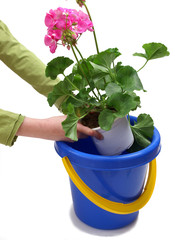 Planting geranium - soaking the roots in water