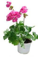 Seedling geranium isolated on white background