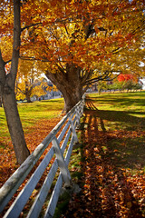 Old maple tree in fall with brightly colored leaves.